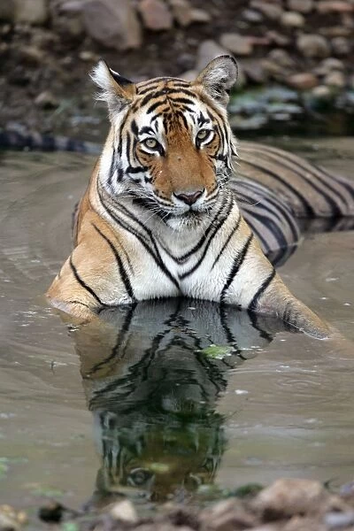 Tiger - Female resting in pool Ranthambhore NP, Rajasthan, India