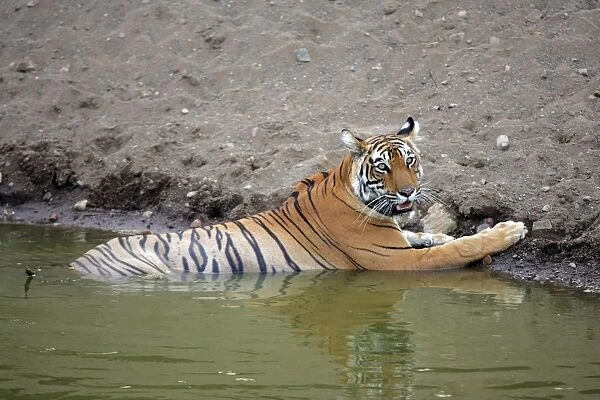 Tiger - Female resting in water Ranthambhore NP, Rajasthan, India