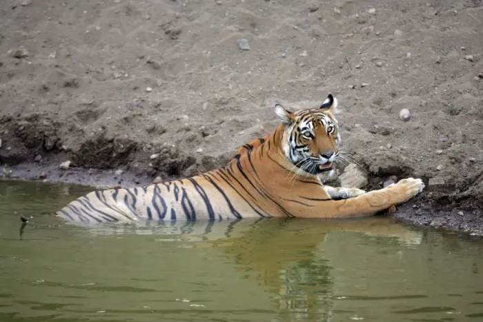 Framed Print : Tiger - Female resting in water Ranthambhore NP, Rajasthan, India Framed Print : Tiger - Female resting in water Ranthambhore NP, Rajasthan, India