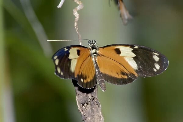Tiger Heliconian Butterfly