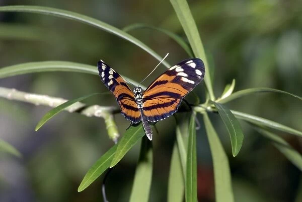 Tiger Heliconian Butterfly. Larvae feed on Passiflora quadrangularis. Occurs in Colombia and Mexico