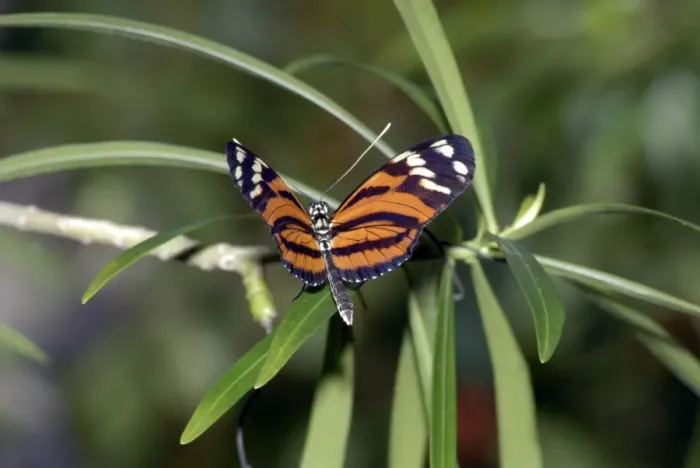 Framed Print : Tiger Heliconian Butterfly. Larvae feed on Passiflora quadrangularis. Occurs in Colombia and Mexico