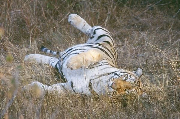 Tiger JVG 3350 Panna National Park, India. Panthera tigris © Joanna Van Gruisen  /  ARDEA LONDON