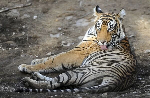 Tiger - licking fur - Ranthambhore National Park - Rajasthan - India