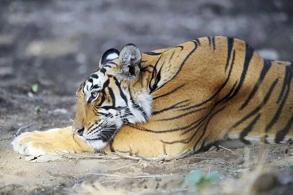 Tiger - lying down - Ranthambhore National Park - Rajasthan - India