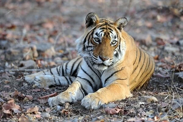 Tiger - lying down - Ranthambhore National Park - Rajasthan - India
