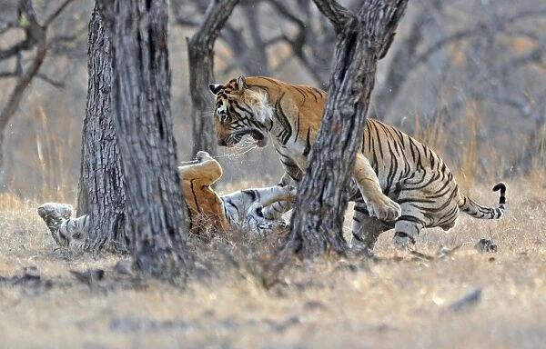 Tiger - male & female fighting over a kill - Ranthambhore National Park - Rajasthan - India