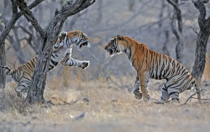 Framed Print : Tiger - male & female fighting over a kill - Ranthambhore National Park - Rajasthan - India Framed Print : Tiger - male & female fighting over a kill - Ranthambhore National Park - Rajasthan - India