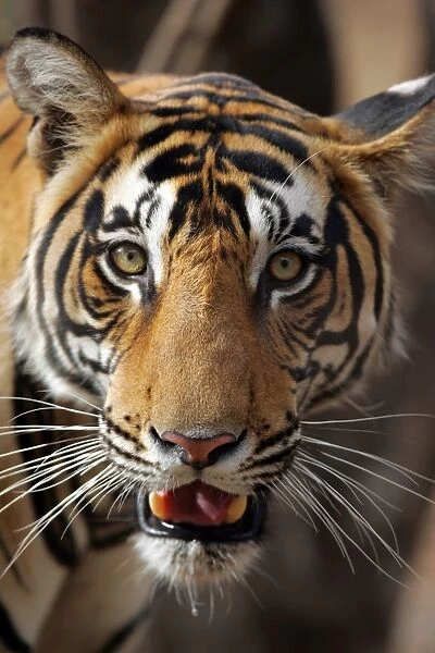 Tiger - Male portrait Ranthambhore NP, Rajasthan, India