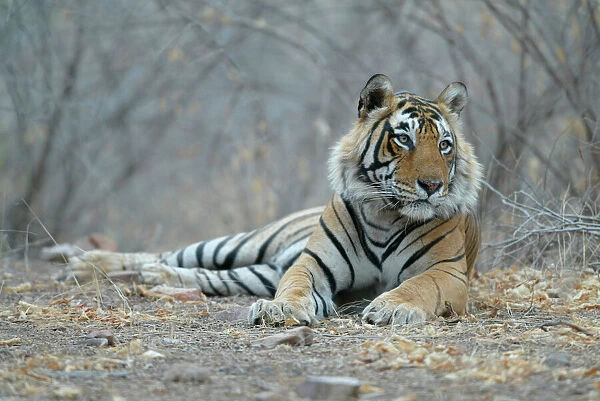 Tiger - Male resting Ranthambhore NP, Rajasthan, India
