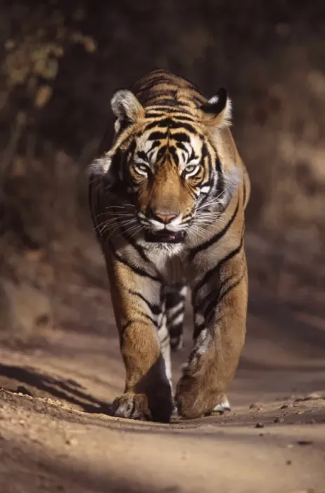 Framed Print : Tiger - Male walking along forest track Ranthambhore NP, Rajasthan, India Framed Print : Tiger - Male walking along forest track Ranthambhore NP, Rajasthan, India