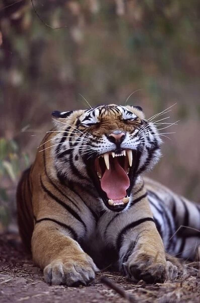 Tiger - Male yawning Ranthambhore NP, Rajasthan, India