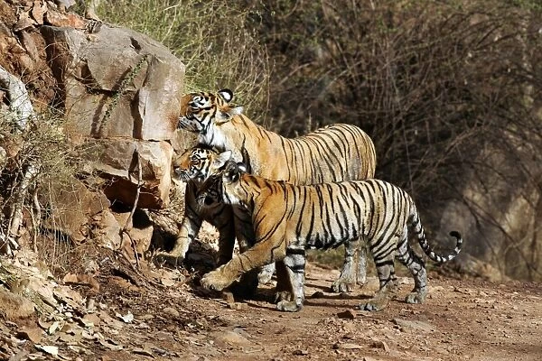 Tiger - Mother with two 9 month-old cubs, smelling another tiger's scent on a rock Ranthambhore National Park, Rajasthan, India