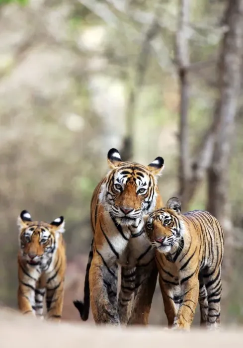 Framed Print : Tiger - Mother with two 9 month-old cubs Ranthambhore National Park Framed Print : Tiger - Mother with two 9 month-old cubs Ranthambhore National Park
