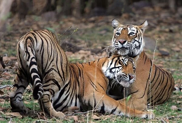 Tiger - Mother nuzzling 18 month-old cub Ranthambhore NP, Rajasthan, India