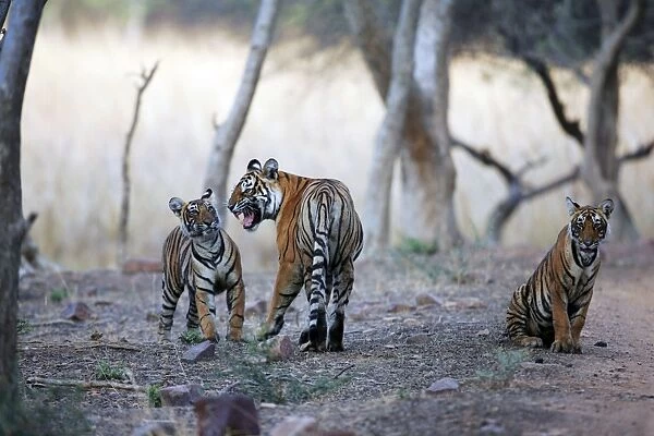 Tiger - Mother snarling at 9 month-old cub