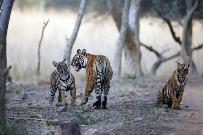 Framed Print : Tiger - Mother snarling at 9 month-old cub Ranthambhore National Park, Rajasthan, India Framed Print : Tiger - Mother snarling at 9 month-old cub Ranthambhore National Park, Rajasthan, India