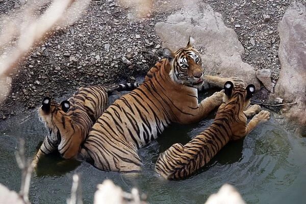 Tiger - Mother in water pool with two 9 month-old cubs Ranthambhore National Park, Rajasthan, India