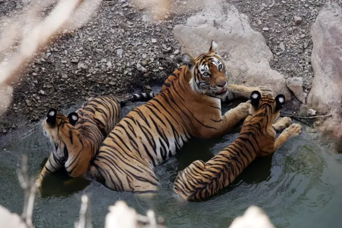 Framed Print : Tiger - Mother in water pool with two 9 month-old cubs Ranthambhore National Park, Rajasthan, India Framed Print : Tiger - Mother in water pool with two 9 month-old cubs Ranthambhore National Park, Rajasthan, India