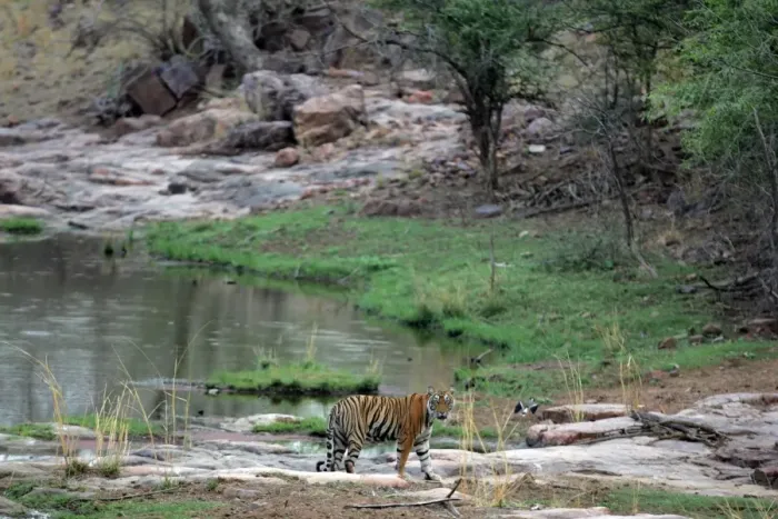 Framed Print : Tiger - In open landscape near water pool Ranthambhore NP, Rajasthan, India Framed Print : Tiger - In open landscape near water pool Ranthambhore NP, Rajasthan, India