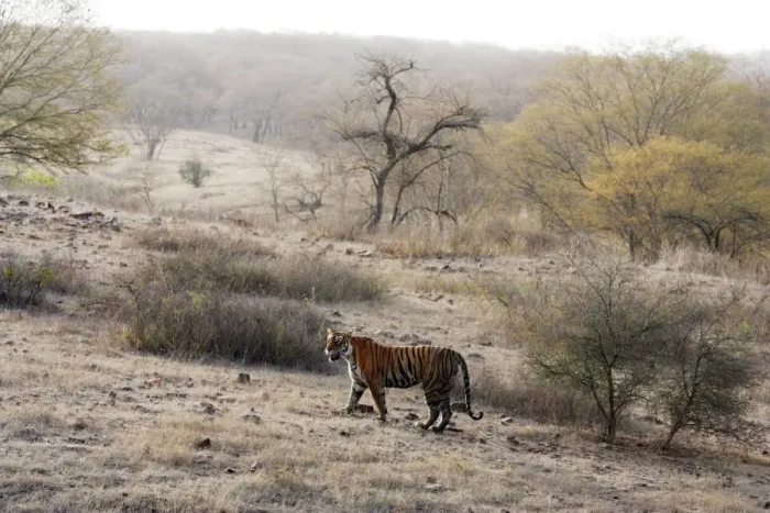 Framed Print : Tiger - In open landscape Ranthambhore National Park, Rajasthan, India Framed Print : Tiger - In open landscape Ranthambhore National Park, Rajasthan, India