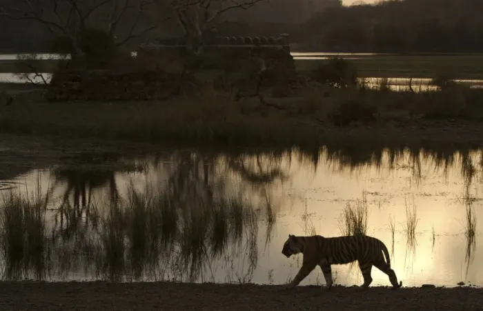 Framed Print : Tiger by Padam Talao at sunset - Ranthambhore Framed Print : Tiger by Padam Talao at sunset - Ranthambhore