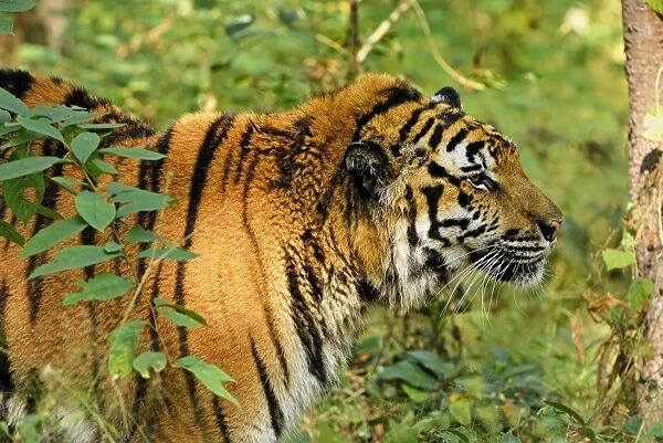 Tiger - probable hybrid: Bengal cross Indo-Chinese - Thailand