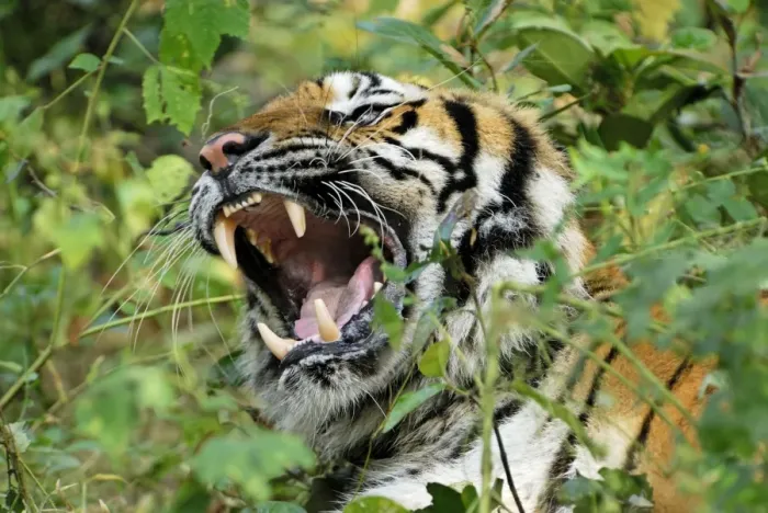 Framed Print : Tiger - probable hybrid: Bengal cross Indo-Chinese - Thailand