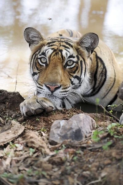 Tiger - Ranthambhore National Park - Rajasthan - India