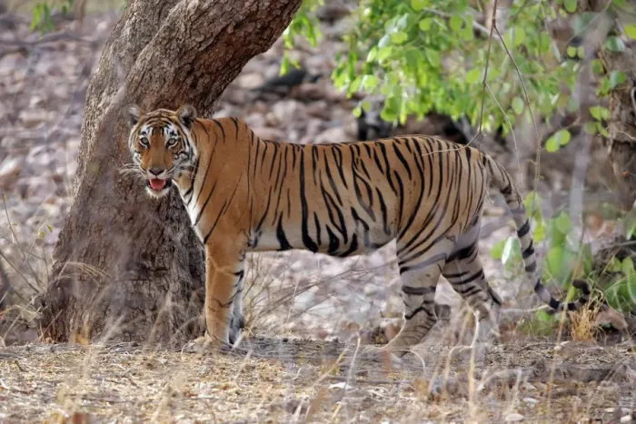 Framed Print : Tiger Ranthambhore NP, Rajasthan, India Framed Print : Tiger Ranthambhore NP, Rajasthan, India