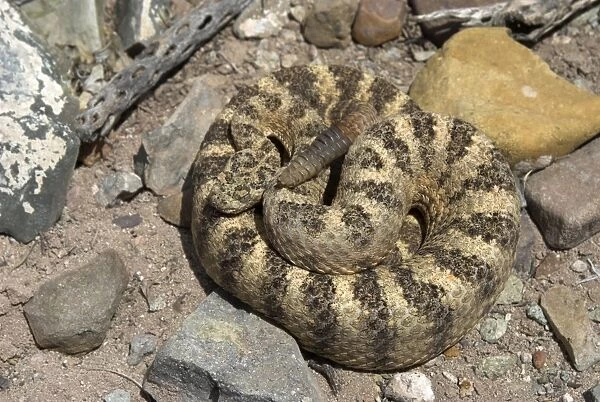 Tiger Rattlesnake From above, coiled with rattle showing