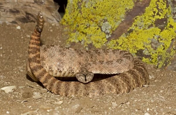 Tiger Rattlesnake - controlled conditions - found in the southwestern United States and northwestern Mexico - Southeast Arizona - USA