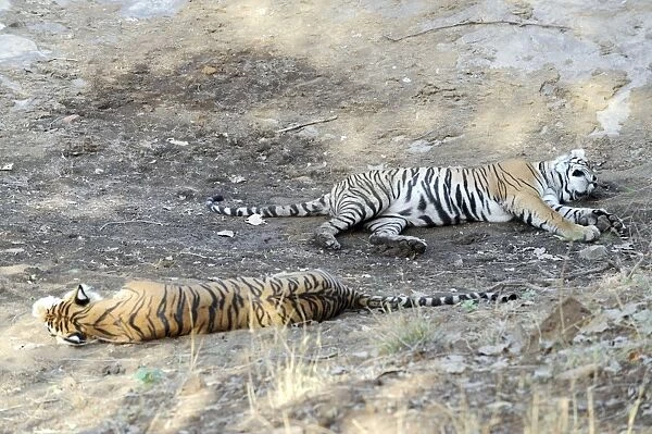 Tiger - resting - Ranthambhore National Park - Rajasthan - India