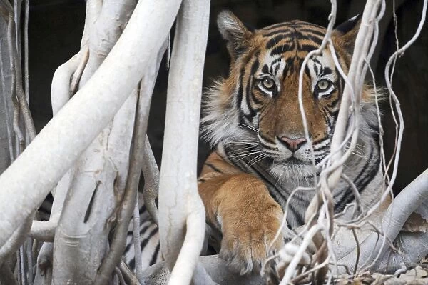 Tiger - resting amongst roots of Banyan Tree (Ficus benghalensis) - Ranthambhore National Park - Rajasthan - India