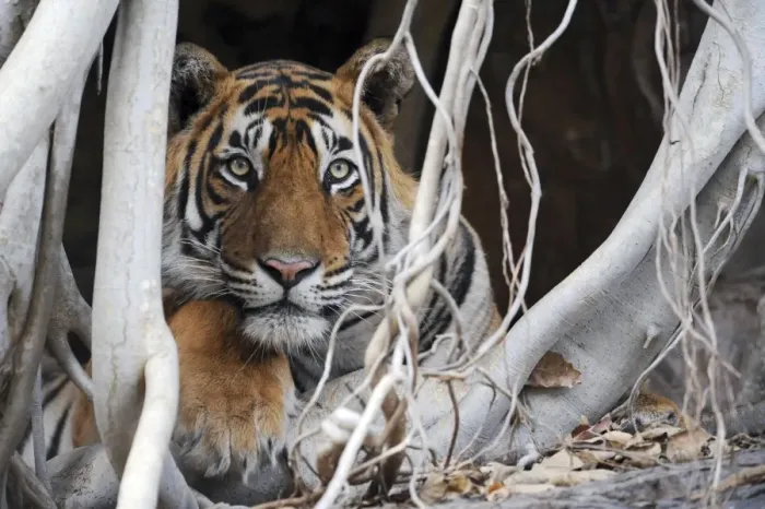 Framed Print : Tiger - resting amongst roots of Banyan Tree (Ficus benghalensis) - Ranthambhore National Park - Rajasthan - India Framed Print : Tiger - resting amongst roots of Banyan Tree (Ficus benghalensis) - Ranthambhore National Park - Rajasthan - India