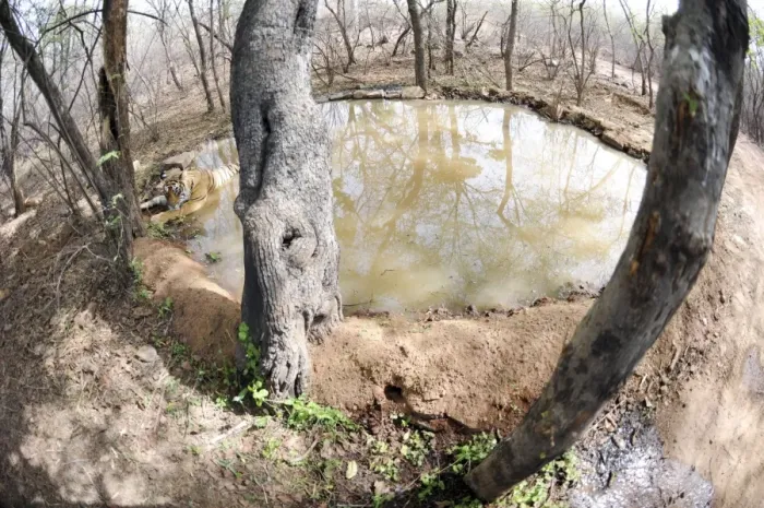 Framed Print : Tiger - resting in water pool (shot with 16mm fish-eye lens) - Ranthambhore National Park - Rajasthan - India Framed Print : Tiger - resting in water pool (shot with 16mm fish-eye lens) - Ranthambhore National Park - Rajasthan - India