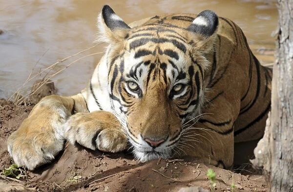 Tiger - resting in water - Ranthambhore National Park - Rajasthan - India
