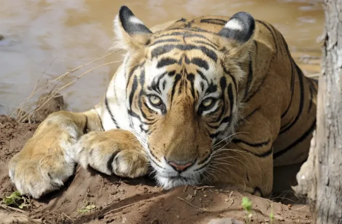 Framed Print : Tiger - resting in water - Ranthambhore National Park - Rajasthan - India Framed Print : Tiger - resting in water - Ranthambhore National Park - Rajasthan - India