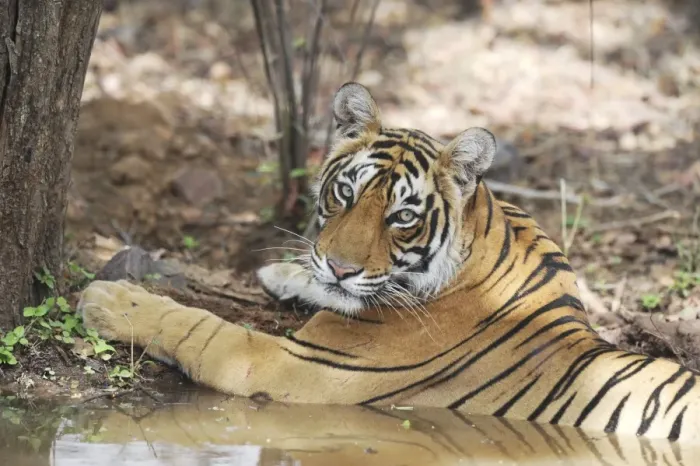 Framed Print : Tiger - resting in water - Ranthambhore National Park - Rajasthan - India Framed Print : Tiger - resting in water - Ranthambhore National Park - Rajasthan - India