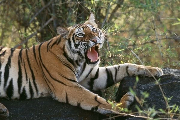 Tiger Roaring, Bandhavgarh National Park, India