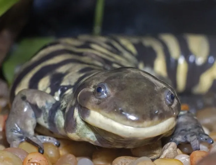 Framed Print : Tiger Salamander - North America from Alaska to eastern Canada and Mexico. The largest American urodele Framed Print : Tiger Salamander - North America from Alaska to eastern Canada and Mexico. The largest American urodele
