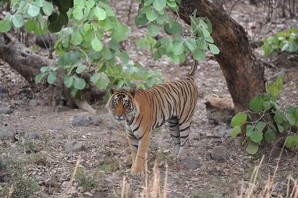 Tiger - scent marking - Ranthambhore National Park - Rajasthan - India