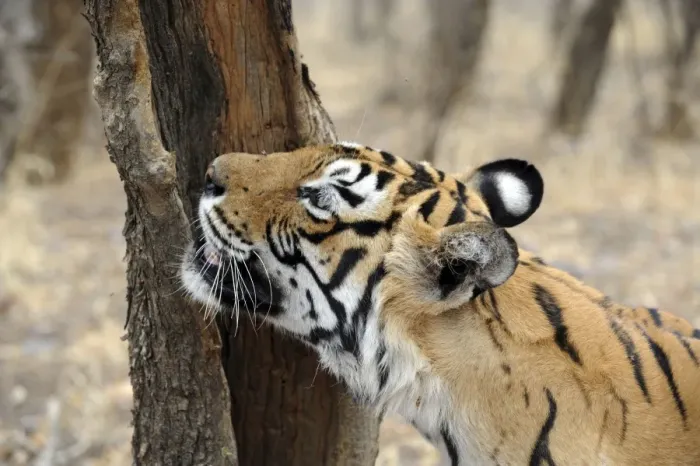 Framed Print : Tiger - scent marking - Ranthambhore National Park, Rajasthan, India