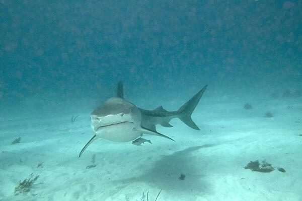 Tiger Shark - Bahamas