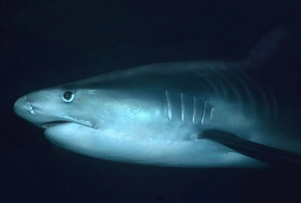 Tiger shark - Close shot of Tiger going by. Big black eye. Coral sea. Australia TIG-019