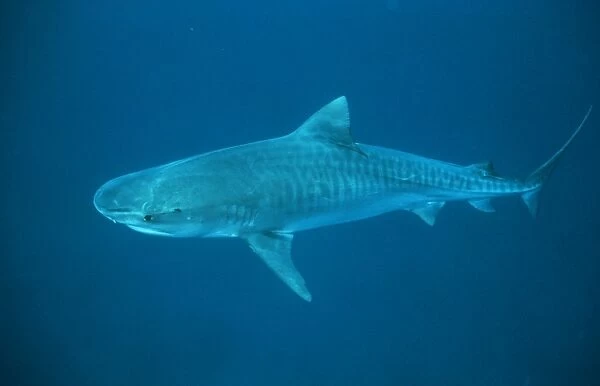 Tiger Shark - in deep water Bahamas