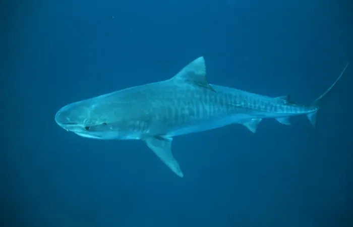 Framed Print : Tiger Shark - in deep water Bahamas Framed Print : Tiger Shark - in deep water Bahamas