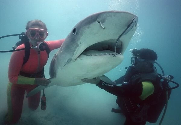 Tiger shark - With diver - Live Tiger shark being