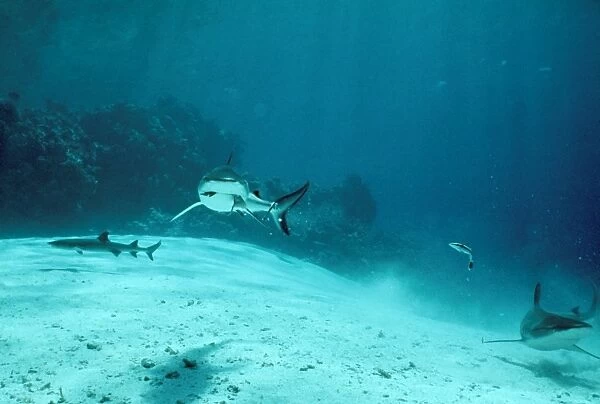 Tiger Shark - feeding. & Grey Reef & White Tip Sharks. Australia