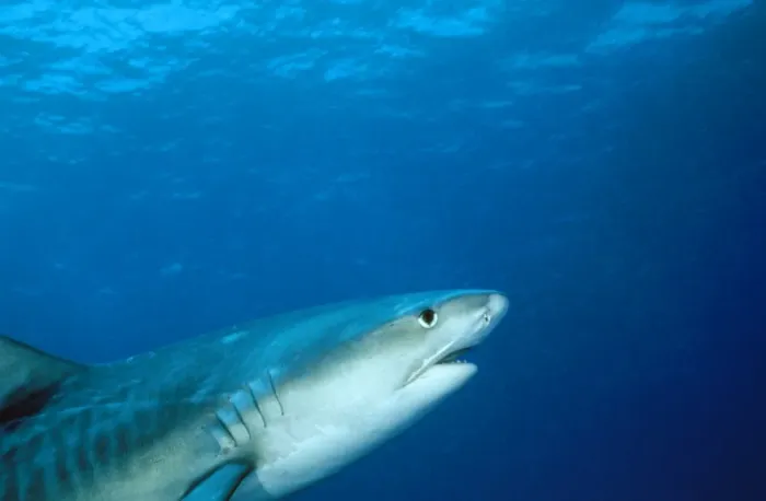 Framed Print : Tiger Shark - head & dorsal fin. Swimming into the frame. Bahamas Framed Print : Tiger Shark - head & dorsal fin. Swimming into the frame. Bahamas